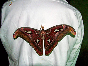 The giant Atlas moth on Dave's back