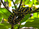 Wild life which can be seen at Greenviews – Mangrove Snake.
